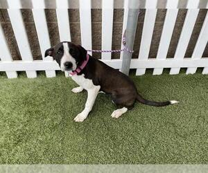 Border Collie-Unknown Mix Dogs for adoption in Modesto, CA, USA