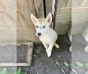 Alusky Puppy for sale in MONTGOMERY, AL, USA