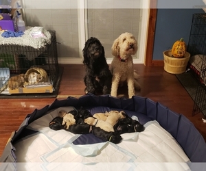 Mother of the Double Doodle puppies born on 10/20/2021