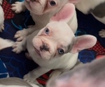 Puppy Puppy 6 French Bulldog