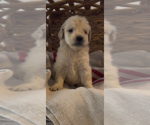 Medium Photo #23 Golden Retriever Puppy For Sale in MERCED, CA, USA