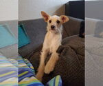 Small #5 Chihuahua Mix