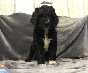 Poodle (Standard) Puppy for sale in CHETEK, WI, USA