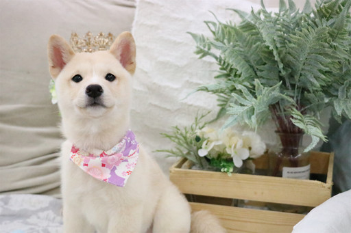 Medium Photo #8 Shiba Inu Puppy For Sale in SAN JOSE, CA, USA