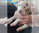 Small #2 American Pit Bull Terrier-Labrador Retriever Mix