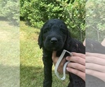 Small Photo #8 Labradoodle-Labrador Retriever Mix Puppy For Sale in CANTON, SD, USA