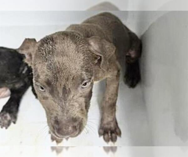 Medium Photo #1 Labrador Retriever-Unknown Mix Puppy For Sale in Houston, TX, USA