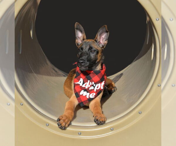 Medium Photo #1 Mutt Puppy For Sale in Gretna, NE, USA