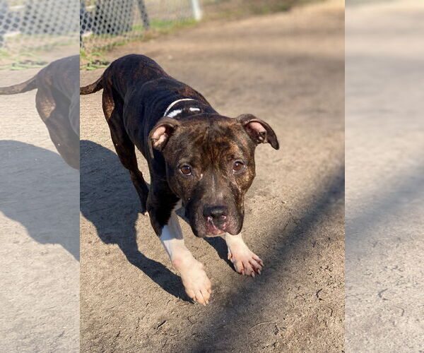 Medium Photo #2 American Pit Bull Terrier Puppy For Sale in Virginia Beach, VA, USA