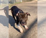 Small #1 American Pit Bull Terrier