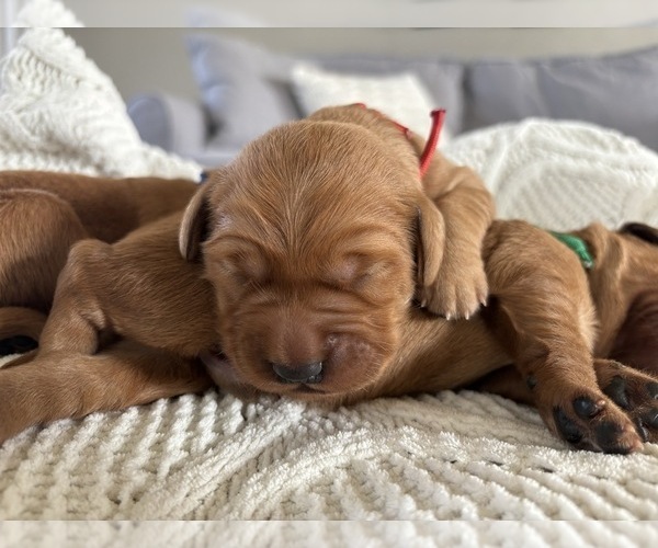 Medium Photo #4 Golden Retriever Puppy For Sale in DE PERE, WI, USA
