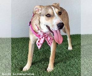 Roo - Female Boxador Dog for Adoption - Photo #3
