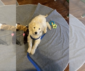 Goldendoodle Puppy for sale in CAVE SPRING, VA, USA