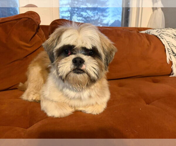 Medium Photo #3 Shih Tzu-Unknown Mix Puppy For Sale in Grafton, WI, USA