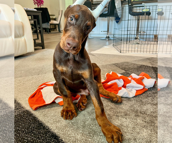 Medium Photo #3 Doberman Pinscher Puppy For Sale in LAKELAND, FL, USA