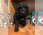 Small Photo #3 Bernedoodle-Poodle (Standard) Mix Puppy For Sale in OMAHA, NE, USA