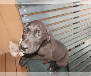 Great Dane Puppy for sale in KALAMAZOO, MI, USA