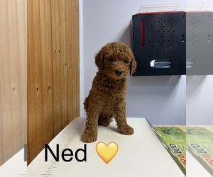 Goldendoodle Puppy for Sale in HILLSBORO, Texas USA