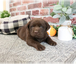 Small #2 Labrador Retriever