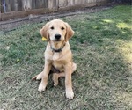 Puppy Toby Golden Retriever