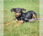Small #1 Beagle-German Shepherd Dog Mix