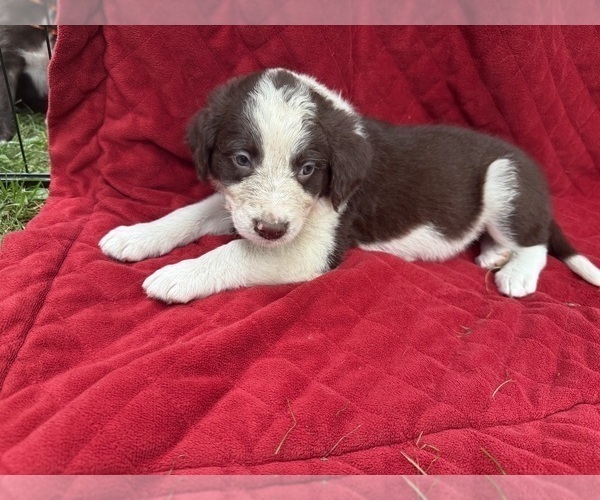 Medium Photo #59 Borador Puppy For Sale in MARION, VA, USA