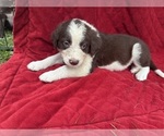 Small Photo #59 Borador Puppy For Sale in MARION, VA, USA