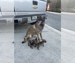 Small Photo #2 Belgian Malinois Puppy For Sale in JACKSONVILLE, FL, USA