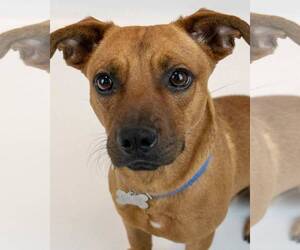 Mutt Dogs for adoption in Kennesaw, GA, USA