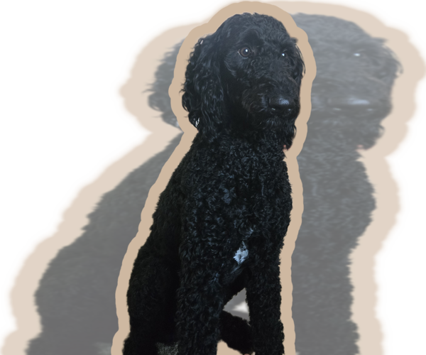 Medium Photo #1 Labradoodle Puppy For Sale in WEST DES MOINES, IA, USA
