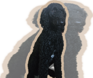 Mother of the Labradoodle puppies born on 06/30/2026