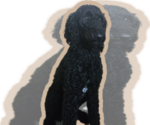 Small Photo #1 Labradoodle Puppy For Sale in WEST DES MOINES, IA, USA