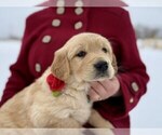 Small #5 Golden Retriever