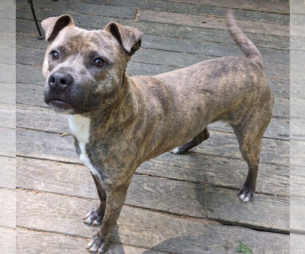 Medium Photo #4 American Pit Bull Terrier-Unknown Mix Puppy For Sale in Cary, NC, USA