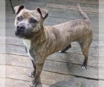 Small #3 American Pit Bull Terrier Mix