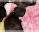Puppy Huda Staffordshire Bull Terrier