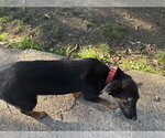 Small #2 Labrador Retriever Mix