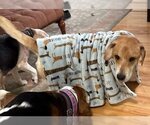 Small Photo #8 Basset Hound-Labrador Retriever Mix Puppy For Sale in Deepwater, NJ, USA