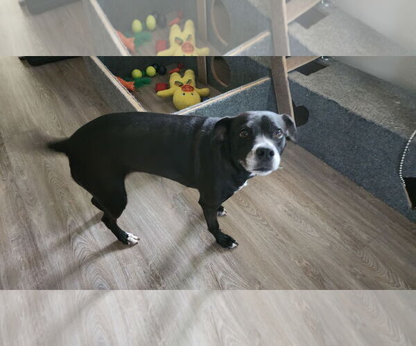 Medium Photo #1 Labrador Retriever-Unknown Mix Puppy For Sale in McDonough, GA, USA