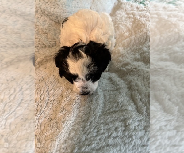 Medium Photo #7 Schnoodle (Miniature) Puppy For Sale in GRAND RIVERS, KY, USA
