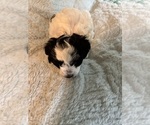 Small Photo #7 Schnoodle (Miniature) Puppy For Sale in GRAND RIVERS, KY, USA