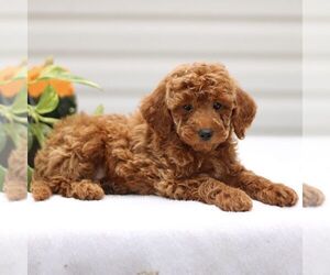 Goldendoodle (Miniature) Puppy for sale in RONKS, PA, USA