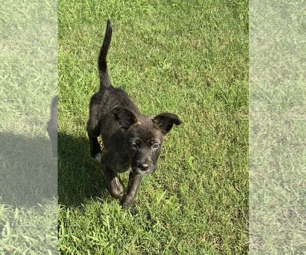Medium Photo #2 German Shepherd Dog-Unknown Mix Puppy For Sale in SHERBURNE, NY, USA