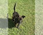 Small #1 German Shepherd Dog Mix