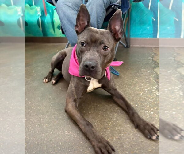 Medium Photo #1 American Pit Bull Terrier-American Staffordshire Terrier Mix Puppy For Sale in Chester, VA, USA
