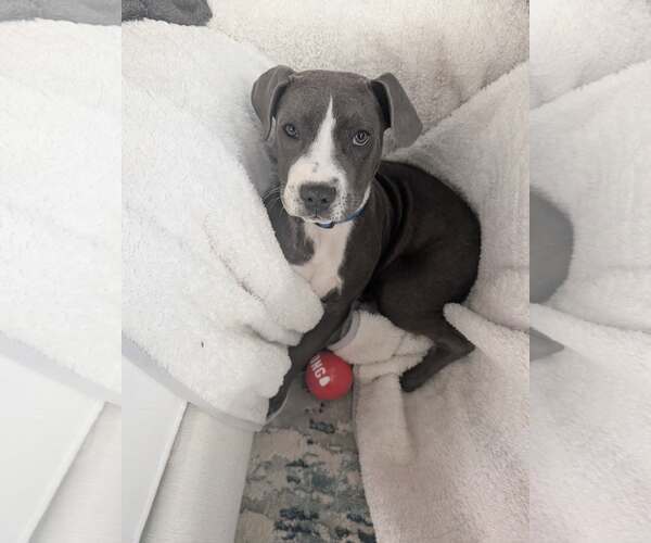 Medium Photo #4  Puppy For Sale in , 