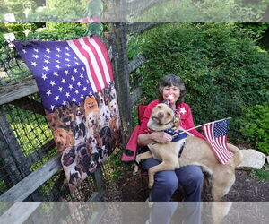 Labrador Retriever-Unknown Mix Dogs for adoption in Doylestown, PA, USA