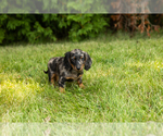 Image preview for Ad Listing. Nickname: Litter of 5