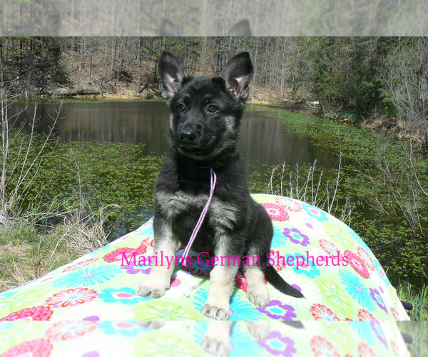 Medium Photo #2 German Shepherd Dog Puppy For Sale in PIEDMONT, MO, USA