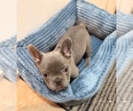 Small French Bulldog